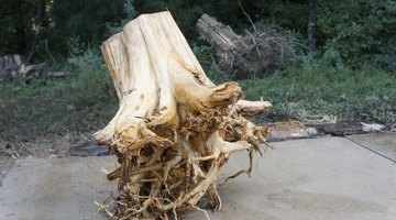 Stump clean and ready to cut.