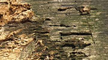 Wood-eating termites cause billions of dollars worth of property damage every year.