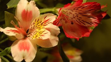 Contact medical professionals if you swallow any part of alstroemeria or touch the sap.