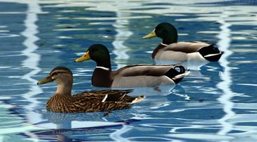 A duck in water is a contented creature.