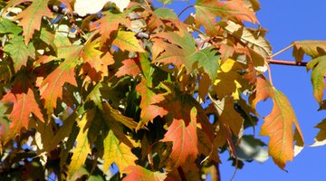 Fall sugar maple foliage