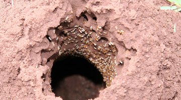 In India, cattle urine is poured down termite holes.
