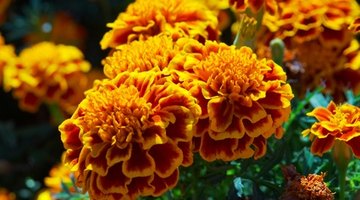 Marigold plants are said to repel insects.