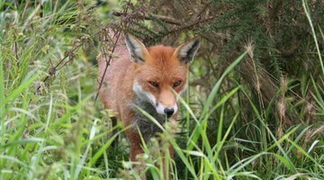 fox in grassy area