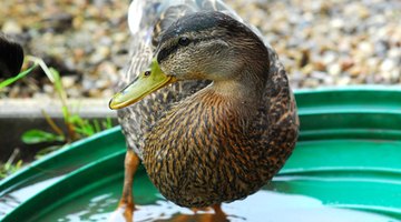 Kiddie pools can suffice for some ducks.