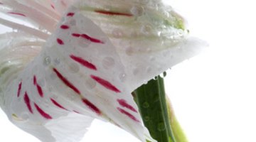 Alstroemeria can cause both ingestion and contact reactions.