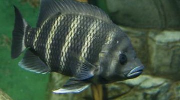 Tilapia grow quickly and will eat almost anything.