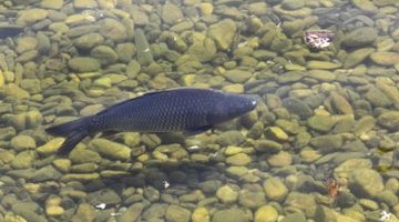 Carp can reach over 60 lbs. in weight.