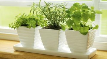House plants in window