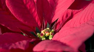 Poinsettia