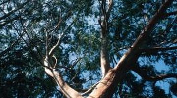 Eucalypts grown in natural forests with a canopy and competition grow tall and straight.