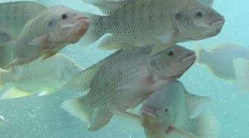 tilapia nile ikan nila aquaponics freshwater ponds zeewier hydroponics fiskeoppdrett aquaculture nil ehow fischfutter gesteuertes homesteady peces alternatief duurzaam vismeel