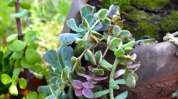 Plant Succulents