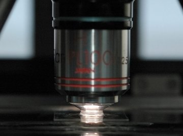 Oil Immersion Microscopy