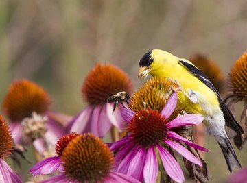 How Do Birds Disperse Seeds?