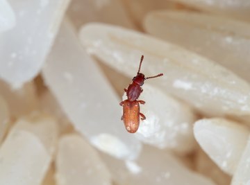 Bugs That Look Like Sesame Seeds