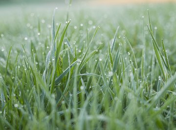 Is Grass a Producer or Consumer?