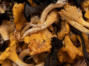How To Pick Wild Mushrooms in Ontario