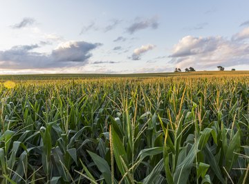 How Does Being a Vegetarian Conserve Overall Energy in Trophic Levels?