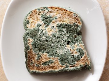 Mold on Bread: Here is What You Need to Know - Clean Water Partners