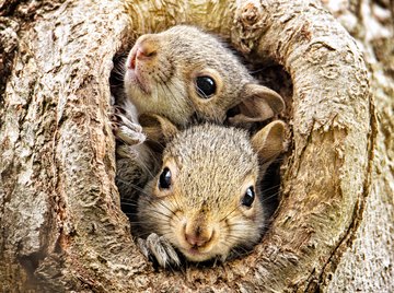 baby tree squirrel