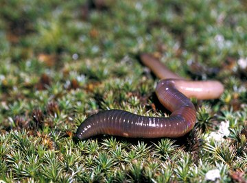 How Do Earthworms Move?
