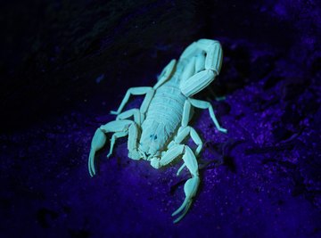 How Dangerous Are Caribbean Scorpions?