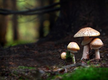 How Do Mushrooms Reproduce?