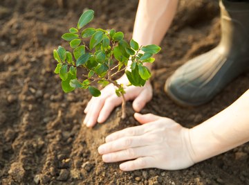 How Can We Actively Restore the Environment? By Planting Trees