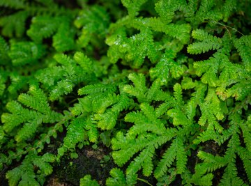 The Life Cycle of Selaginella