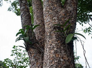 Symbiotic Relationship of the Orchid and Tree