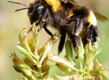 How to Tell if a Bumble Bee Is Male or Female