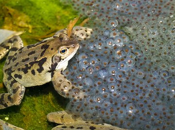 External Fertilization in Chordates