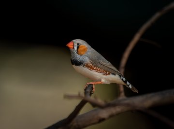 How Do I Know When My Zebra Finch Bird Is Pregnant?