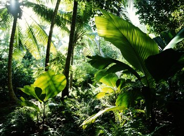 The Trophic Levels in Rain Forests