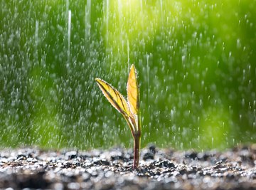 The Effects of Rain Water on Plants