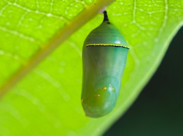 How to Know If a Caterpillar in a Cocoon Is Dead