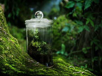 How to Make an Ecosystem in a Bottle