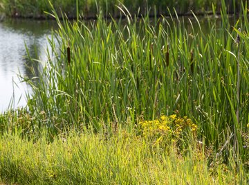 Names of Tall Grasses That Grow Around Lakes