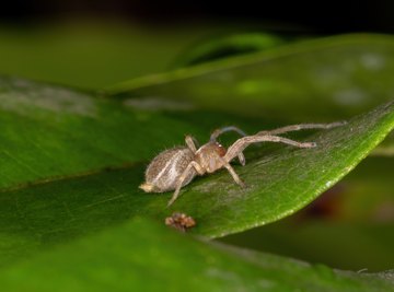 White Spiders in Florida