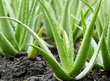 How Do Aloe Plants Reproduce?