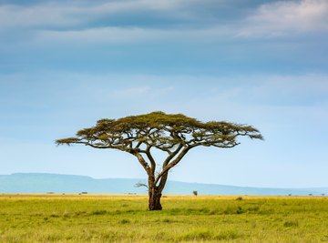 african grassland trees