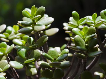 Why Do Plants Close Their Stomata at Night?