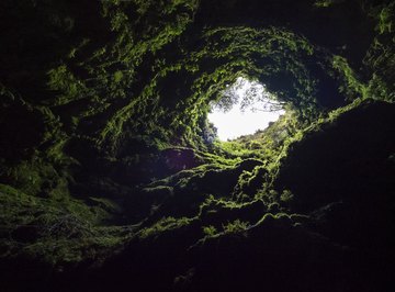 Plants That Live in Caves