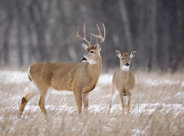 How Soon Do Male Deer Grow Antlers?