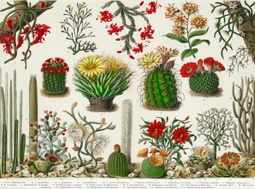 What Are Five Different Fields of Botany?