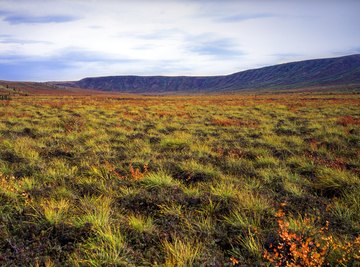 Plants in the North Pole | Sciencing