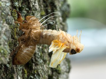 do bees shed their skin