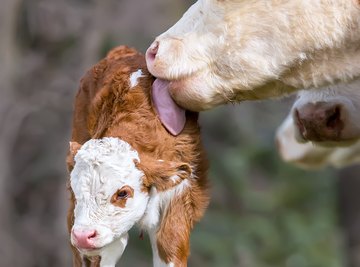Why Do Animals Lick Their Newborns?
