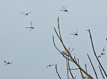 Why Are the Barn Swallows & Dragonflies Swarming?